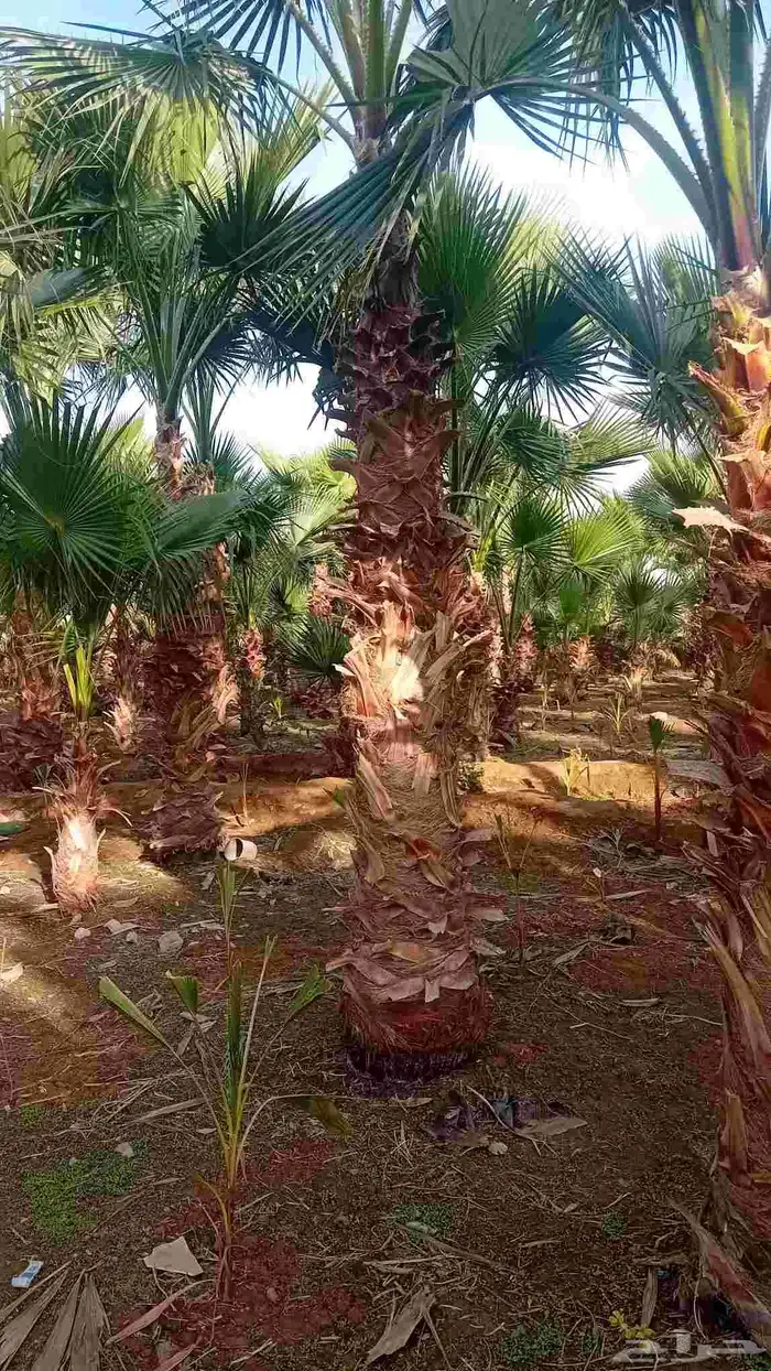 نخل واشنطنيا زينه 5