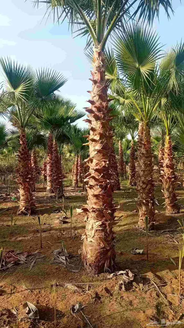 نخل واشنطنيا زينه 2