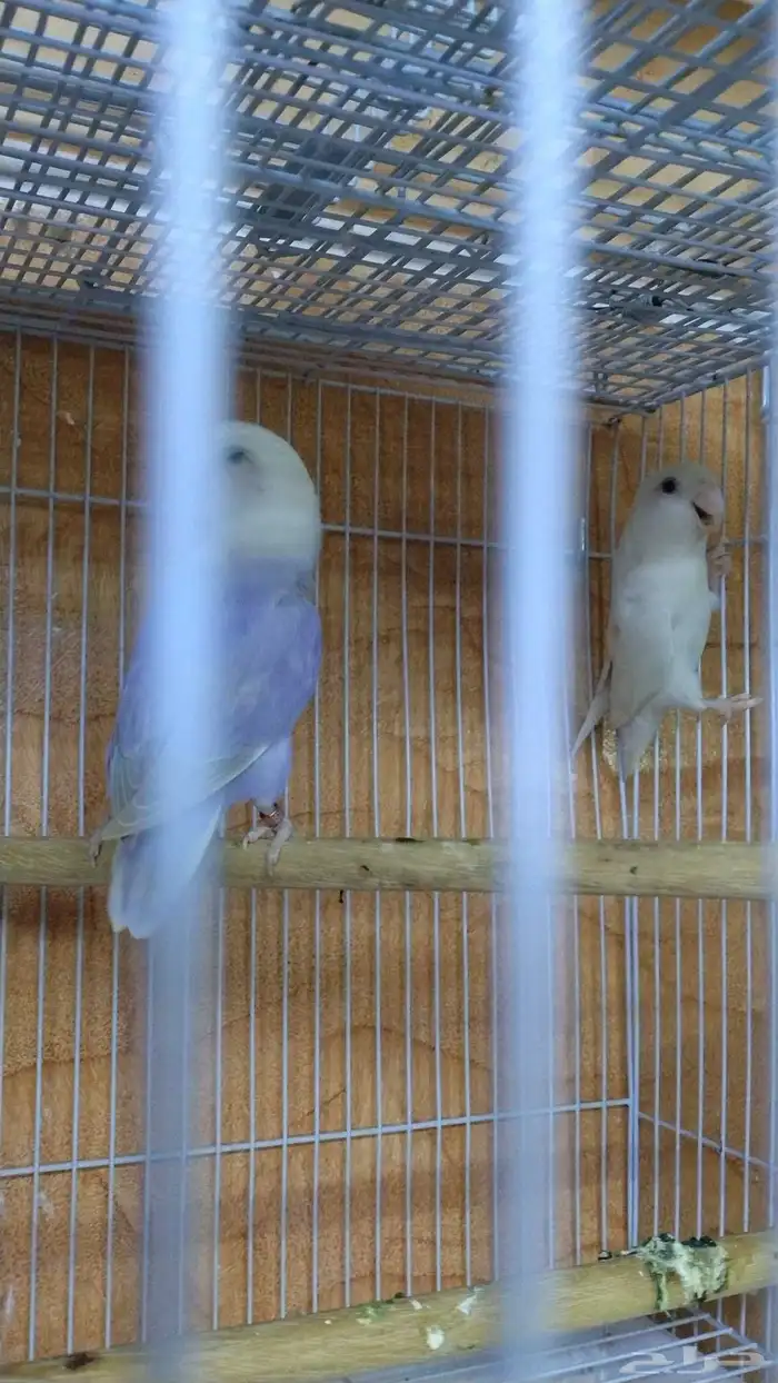 breeder pair Rose albino male 1