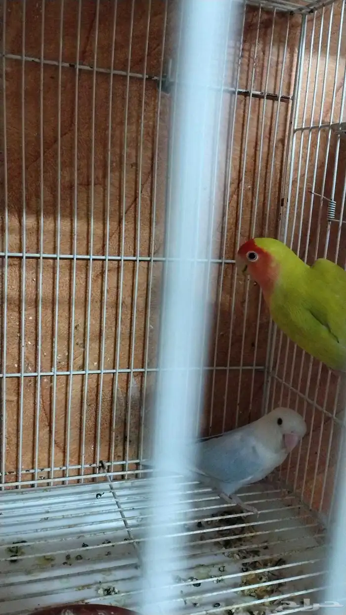 breeder pair Rose albino male 4