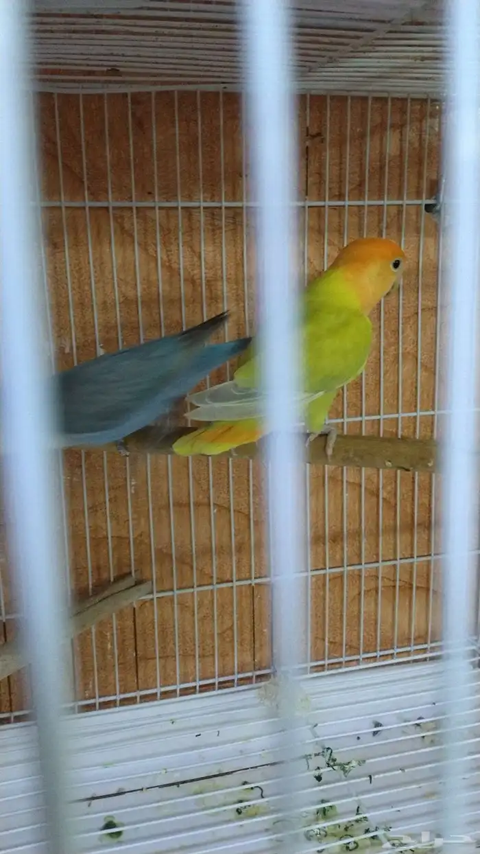 breeder pair Rose albino male 5