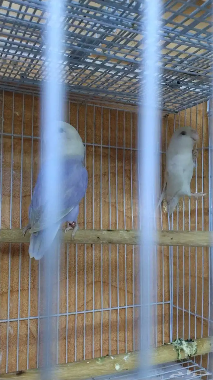 breeder pair Rose albino male 0