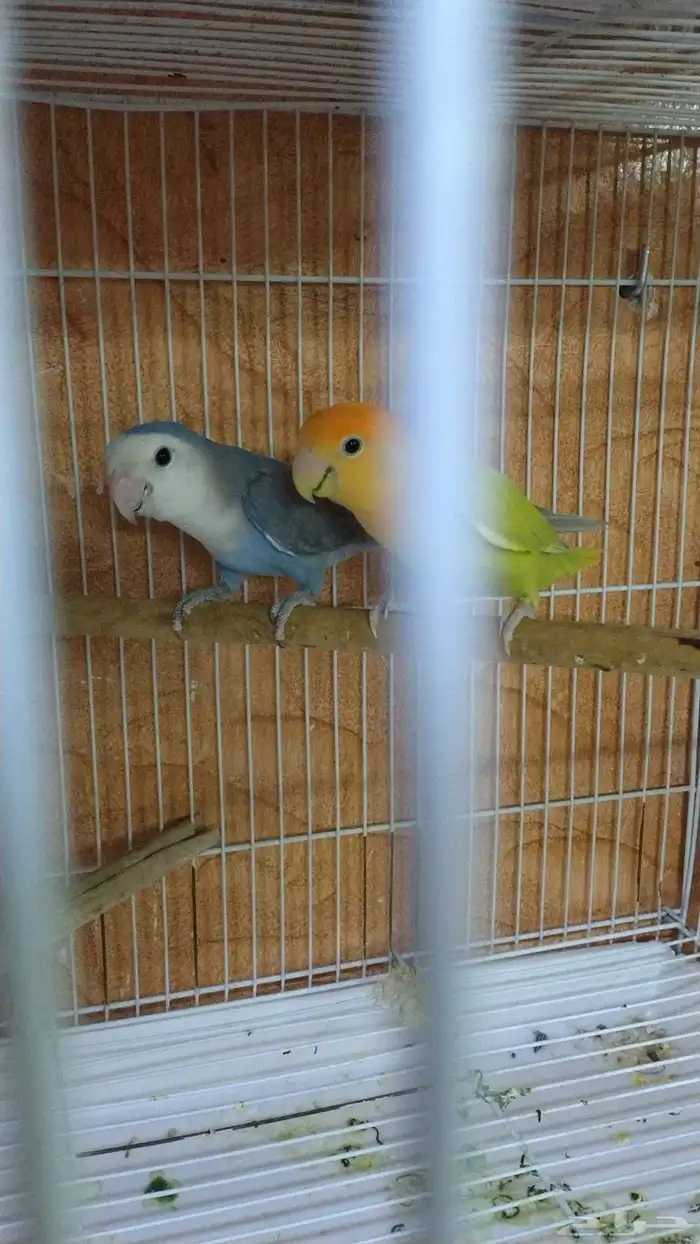 breeder pair Rose albino male 6