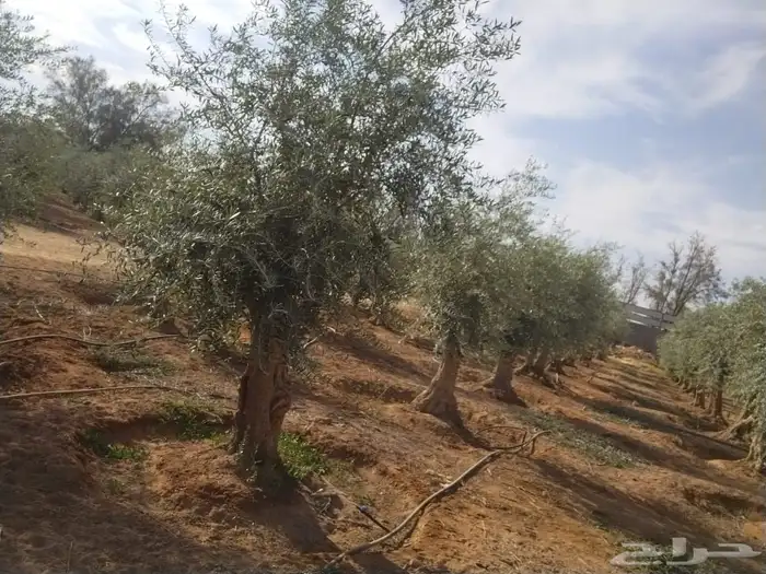 زيتون مثمر نيبالي مثمر مفطن وارض نييالي محسن 9