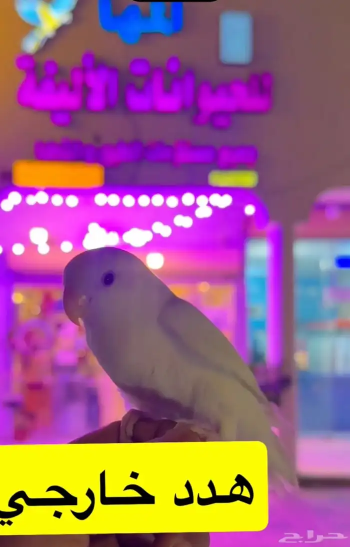 روز اليف هدد 0