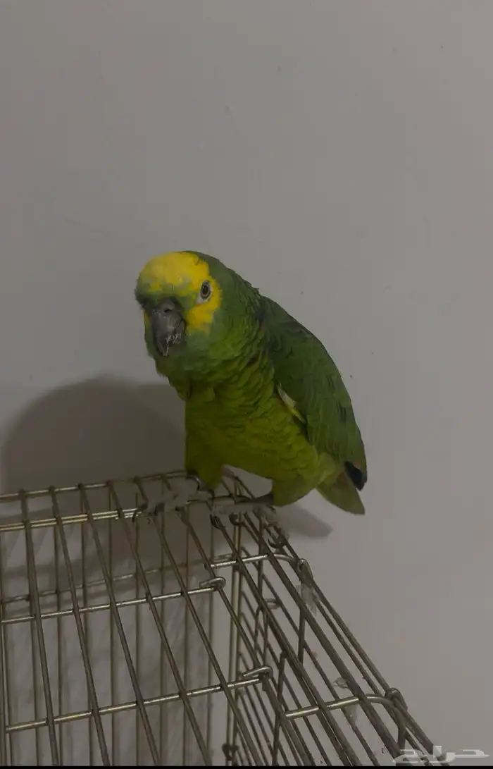 ببغاء أمازوني جبهة  يتكلم ويغن ي 0