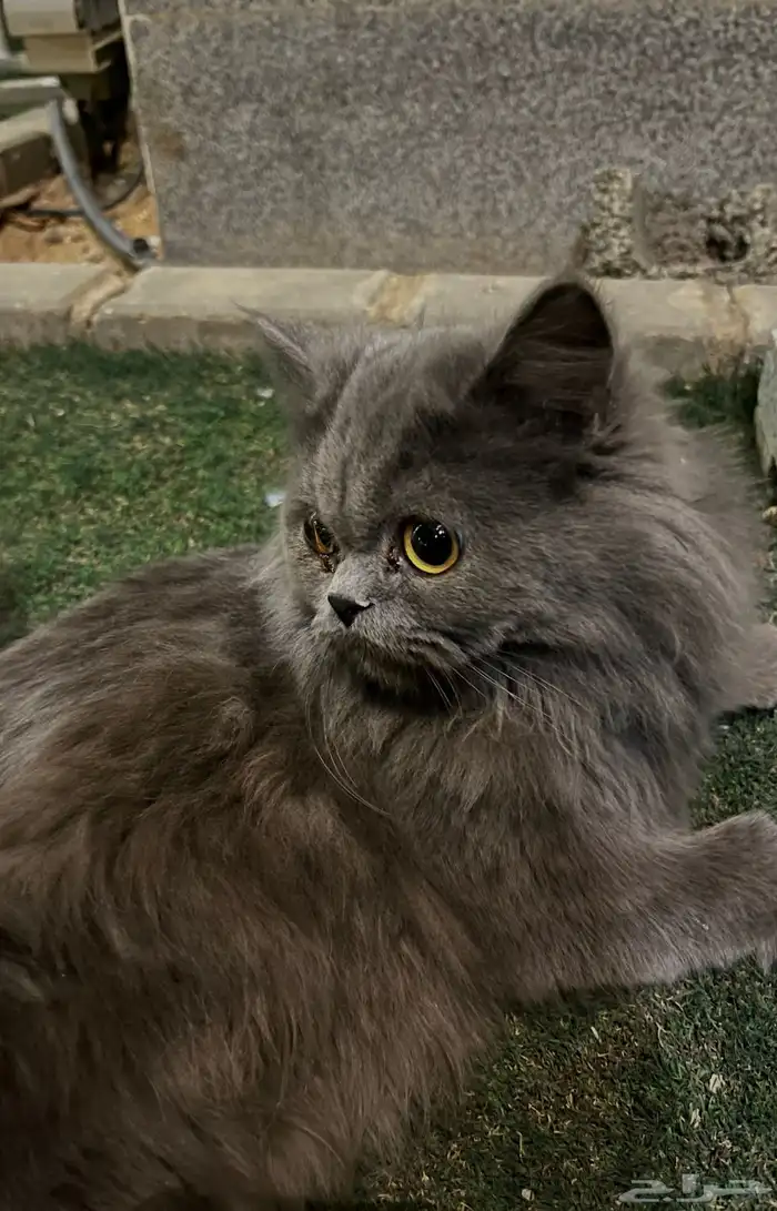 قط شرازي لتبني سليم 2