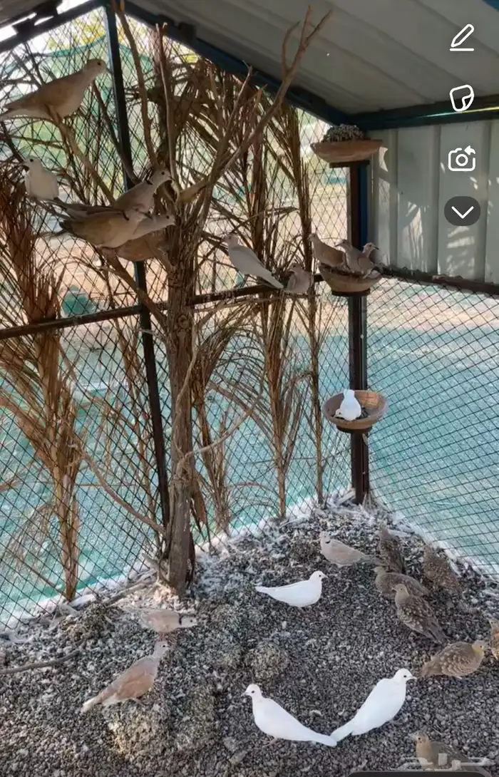 غطاط وقمري هولندي منتج 1