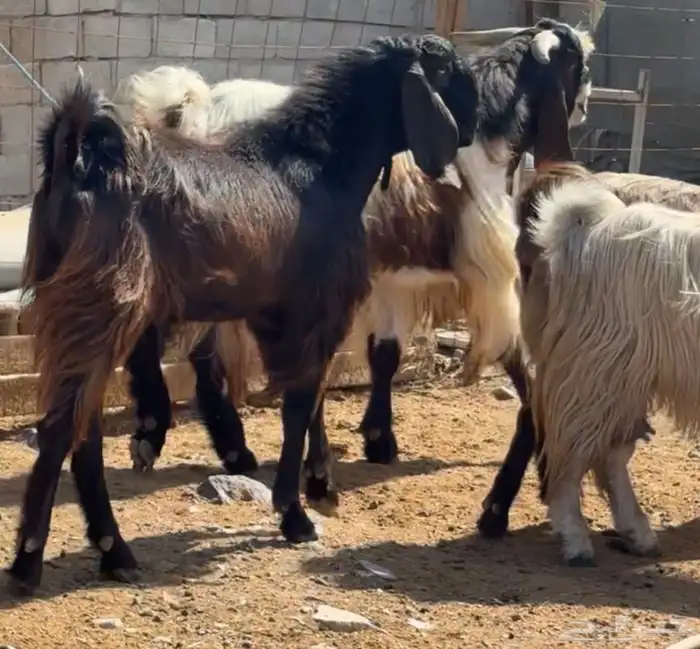 جفار ومعزا مصريات هجين شامي بفحولها مراح 34