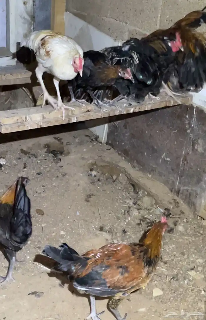 ديك بلدي خالي من الامراض عشرة حبات 1