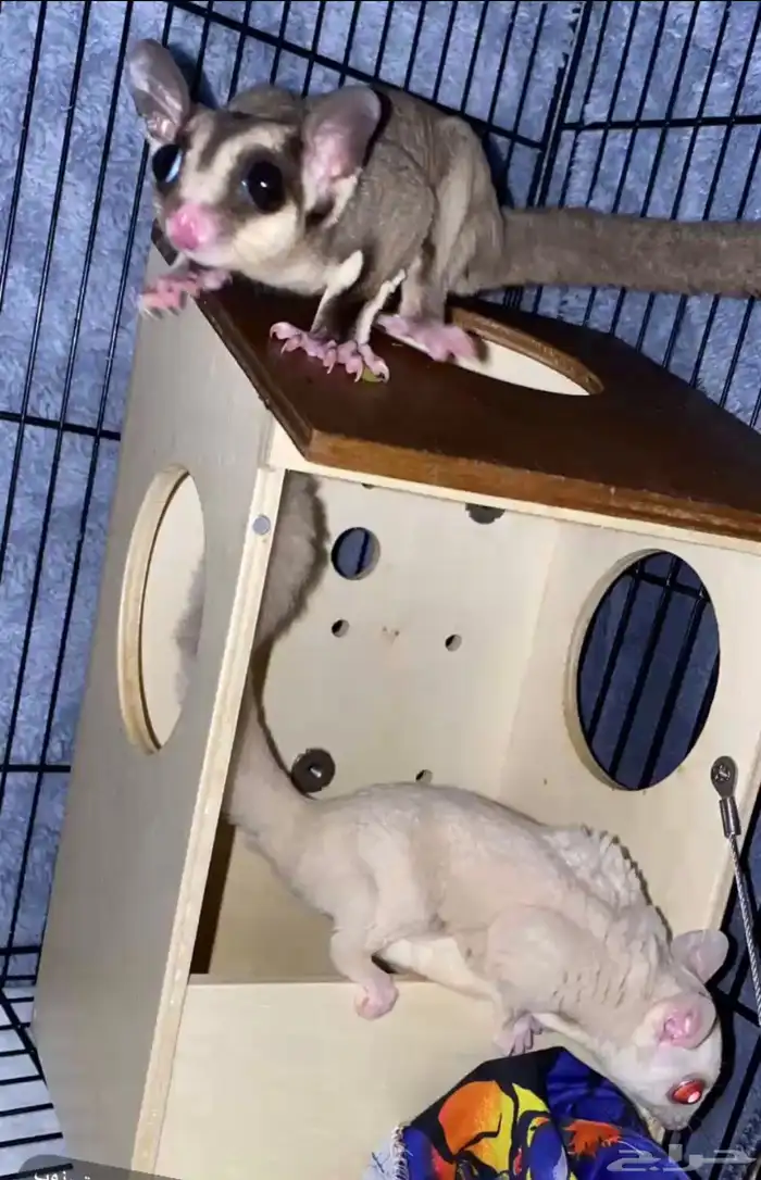 سنجاب طائر 0