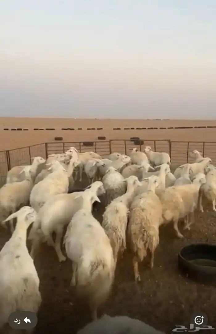 غنم حريات حرش حيل العدد 22 0