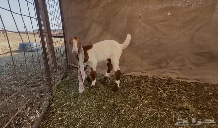 جفرتين وتيس دواغير فواخر 0