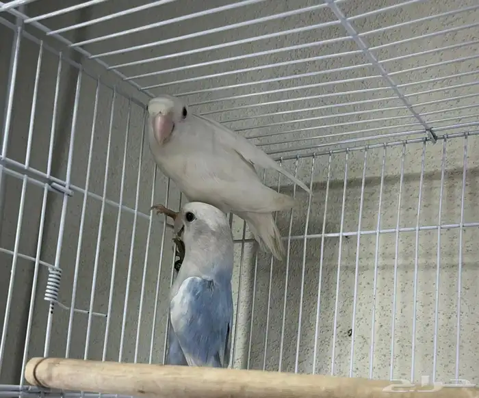 جوز روز منتج 0