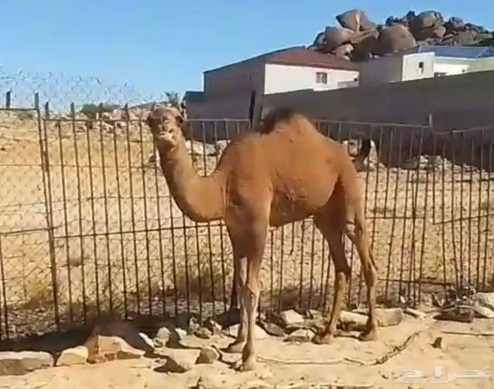 بكره حمرا مفروده نضيفه للبيع 0