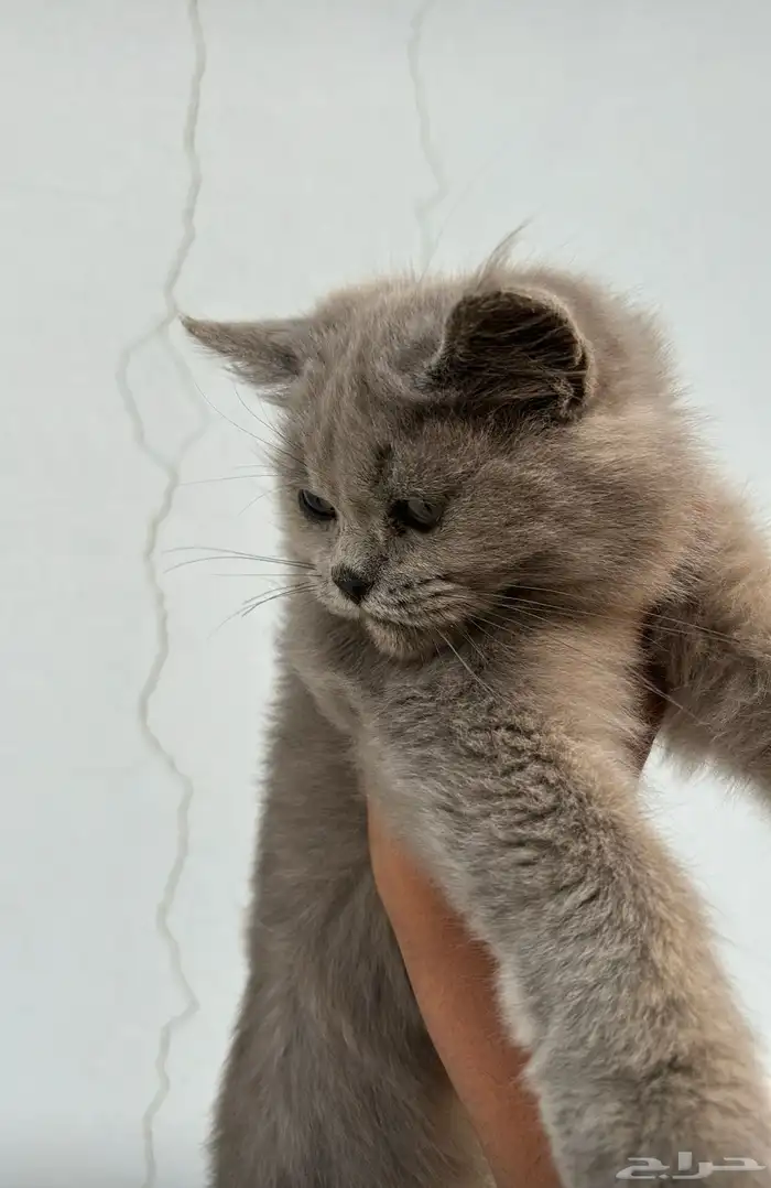 قطتين للتبني 5