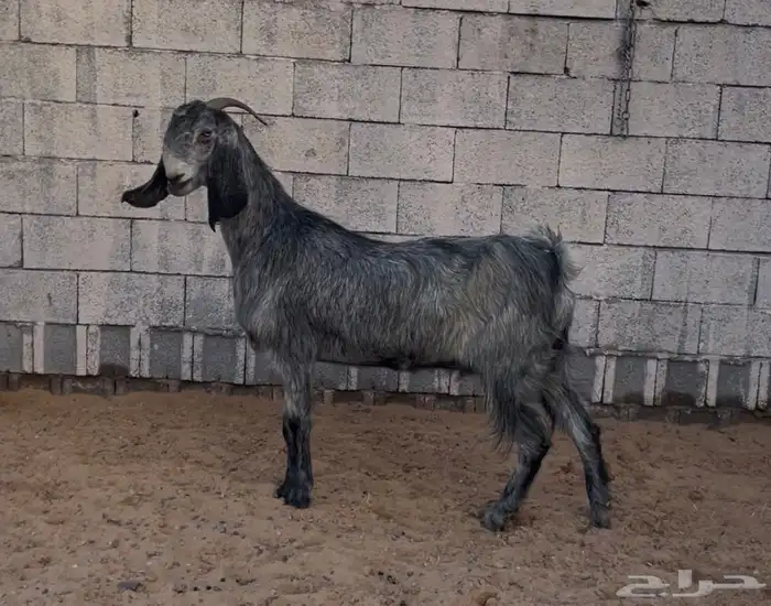 عنز شامية جرم فاخر 0