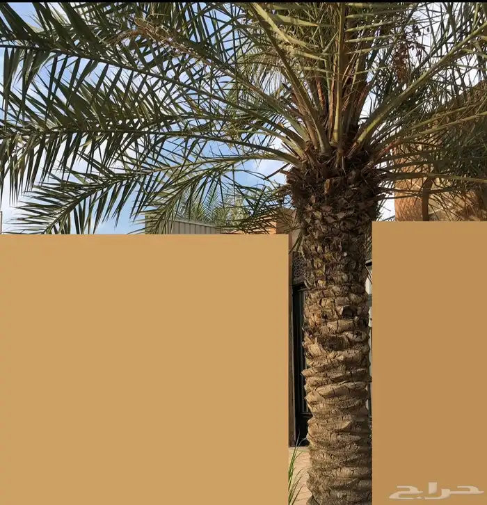 نخلتين للبيع 0