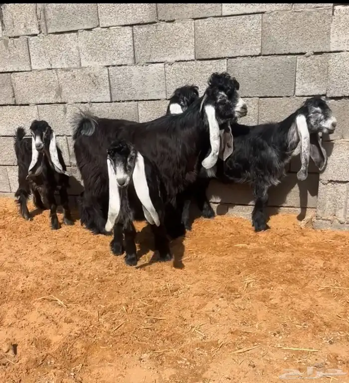 جفرات عوارض بفحلها صنف نادر خصم 1