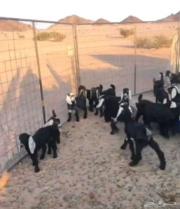 دواغير للبيع العدد 22 تيوس وجفار 1