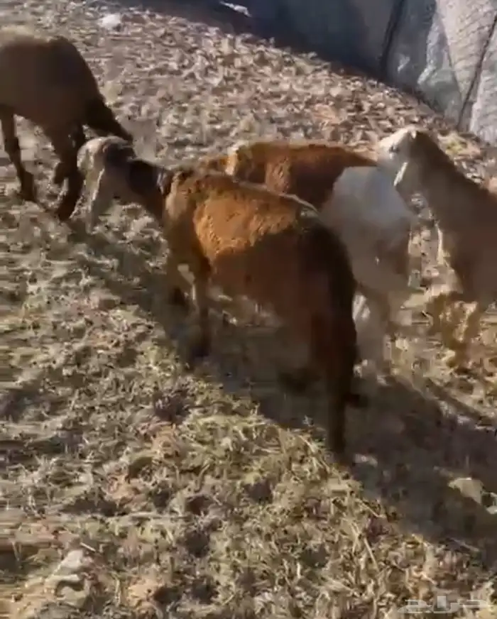 سواكن عمارها 5شهور 0