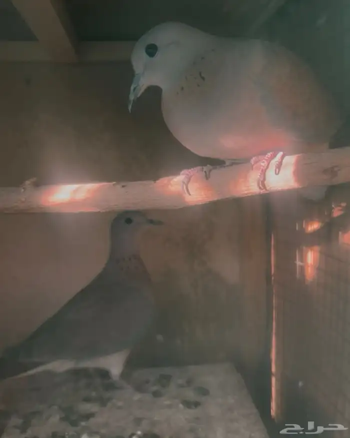 جوز يمام قمري 0