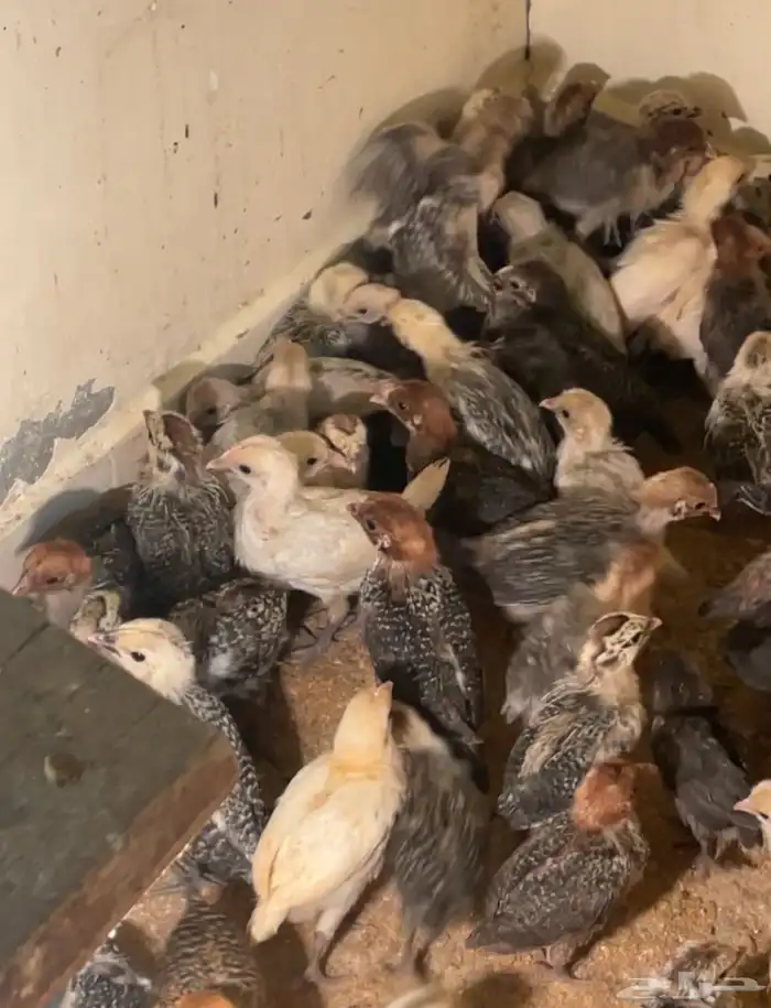 صوص فيومي ذهبي وشبابي وألمنيوم 1