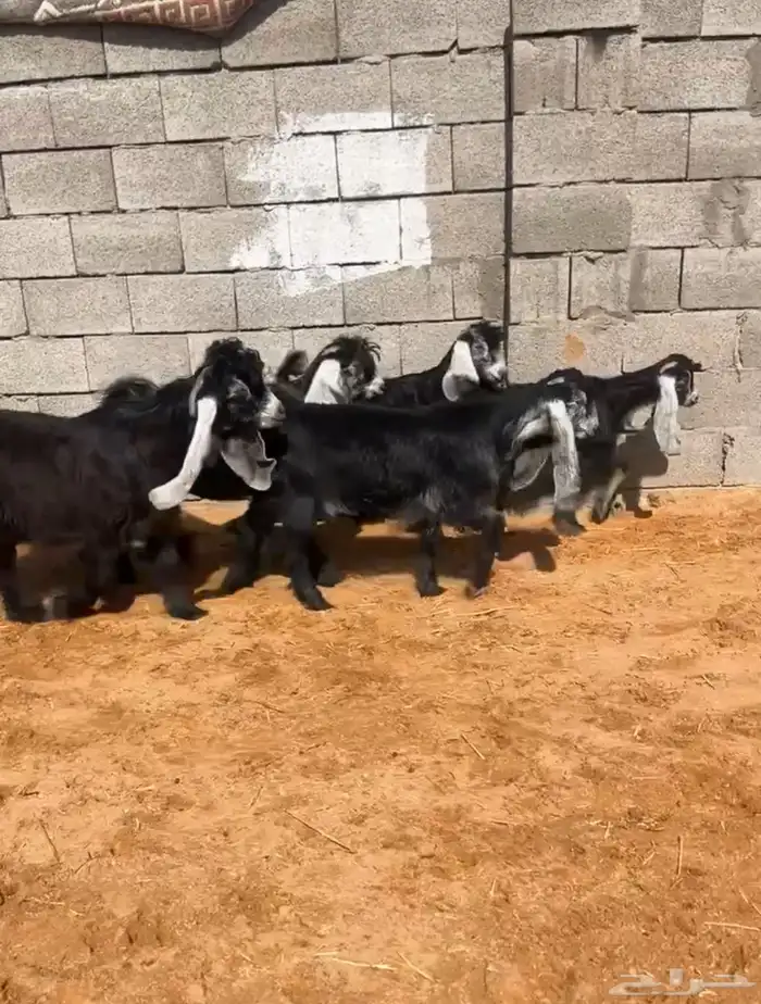 جفرات عوارض بفحلها صنف نادر خصم 2