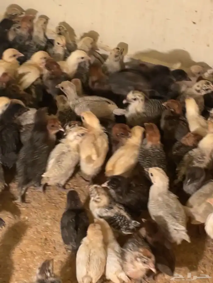 صوص فيومي ذهبي وشبابي وألمنيوم 3