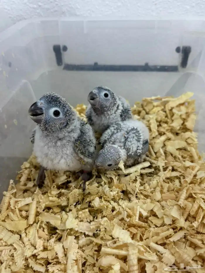 فروخ كنيور وكروان تقبل الغر بسهوله وحجم يملي العين 0