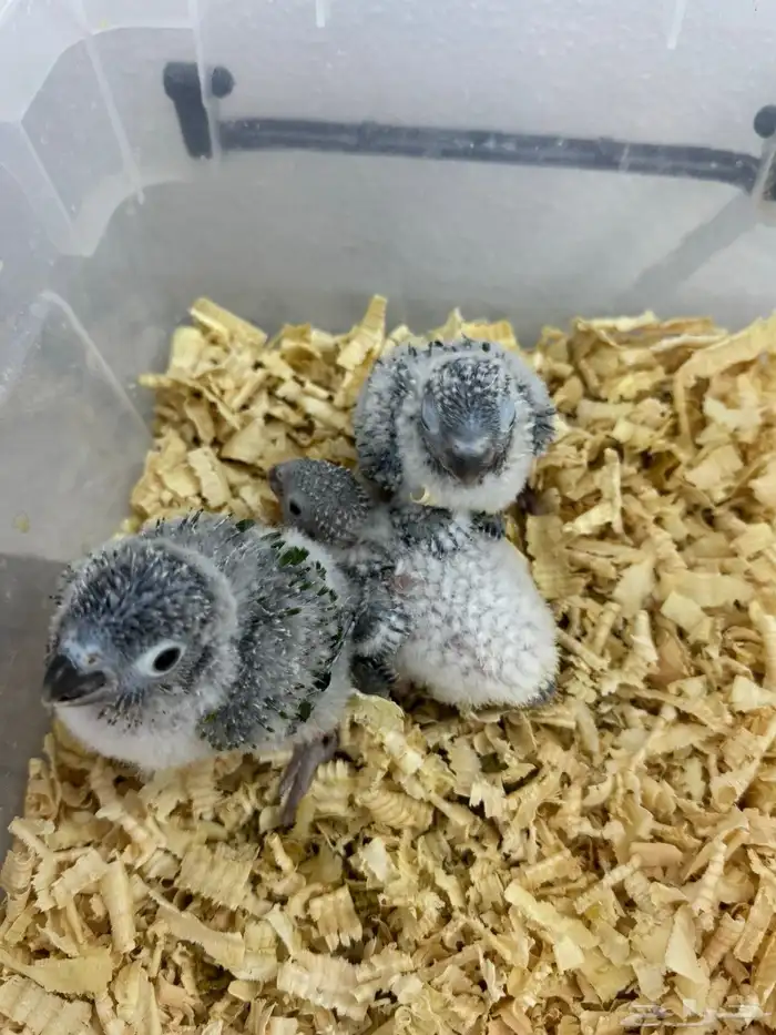 فروخ كنيور وكروان تقبل الغر بسهوله وحجم يملي العين 1