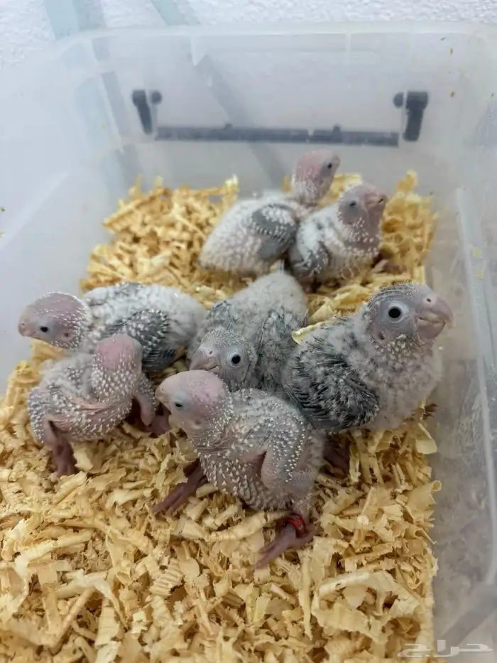 فروخ كنيور وكروان تقبل الغر بسهوله وحجم يملي العين 2