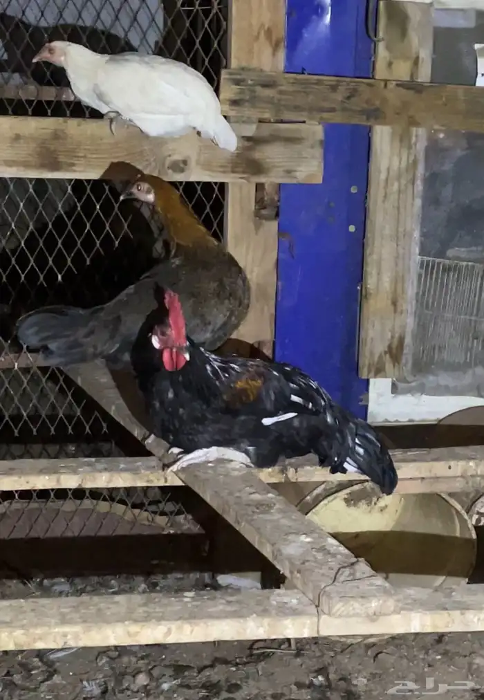 ديك بلدي خالي من الامراض عشرة حبات 0