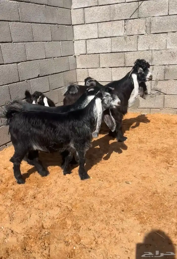 جفرات عوارض بفحلها صنف نادر خصم 0