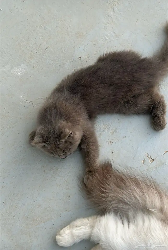 قطتين للتبني 3