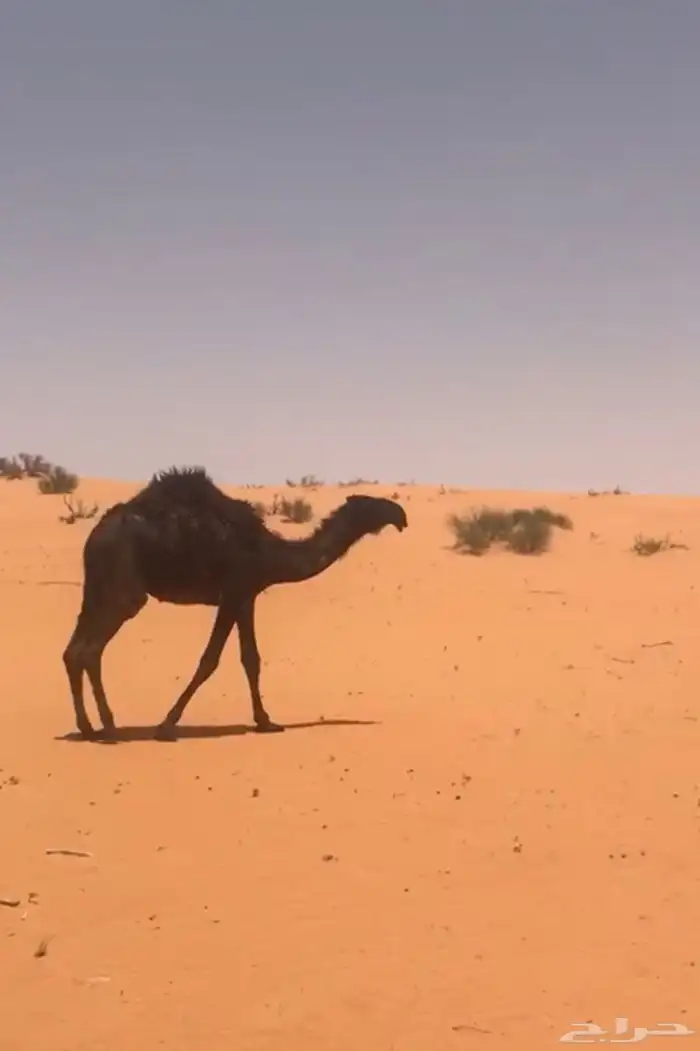 بعير وانتاجه للبيع 10