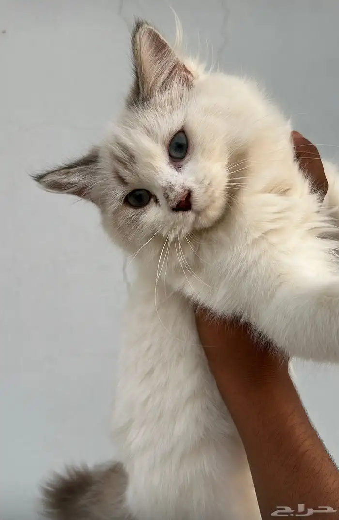 قطتين للتبني 2