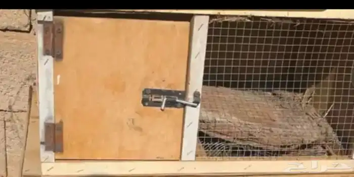 شبوك طيور للبيع 3