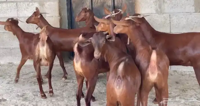 معزا دهم عدد 8 19