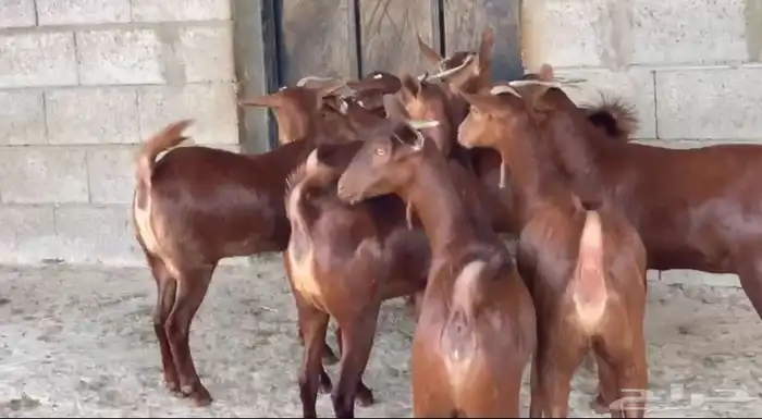 معزا دهم عدد 8 20