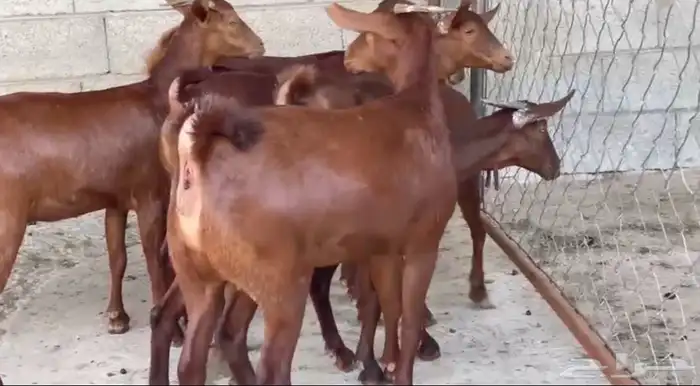 معزا دهم عدد 8 21