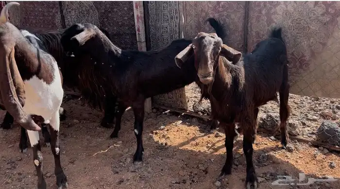 معزا شاميات بفحلها 1