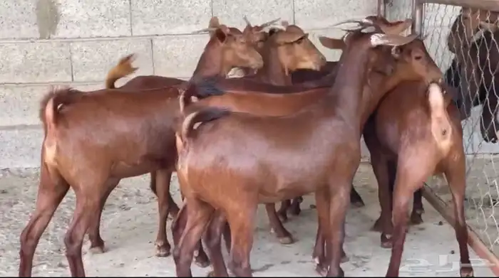 معزا دهم عدد 8 22