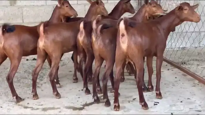 معزا دهم عدد 8 23