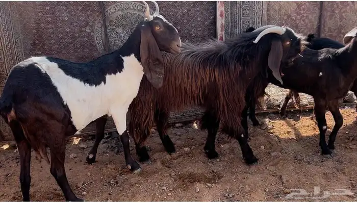 معزا شاميات بفحلها 0