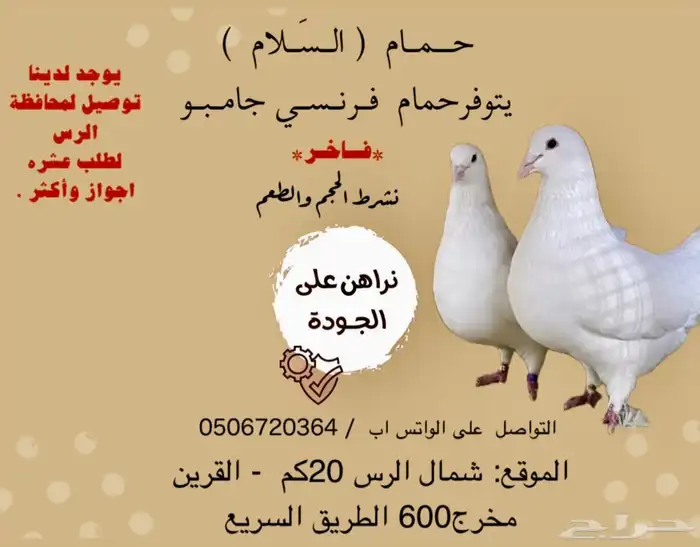 فروخ حمام فرنسي طيب 0