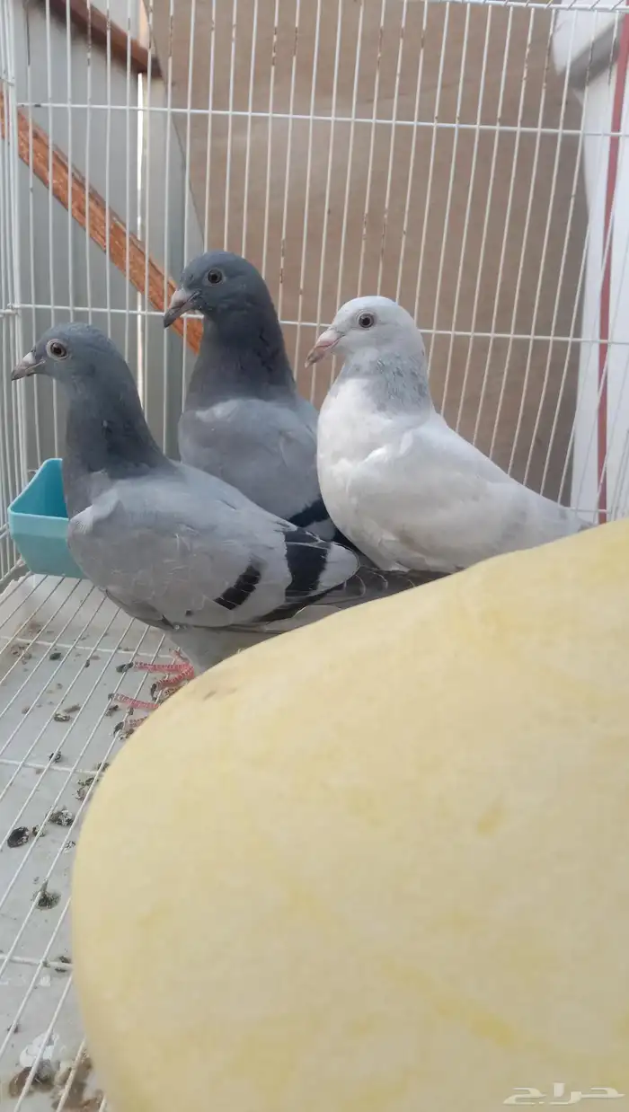 حمام زاجل طبه سباق 0