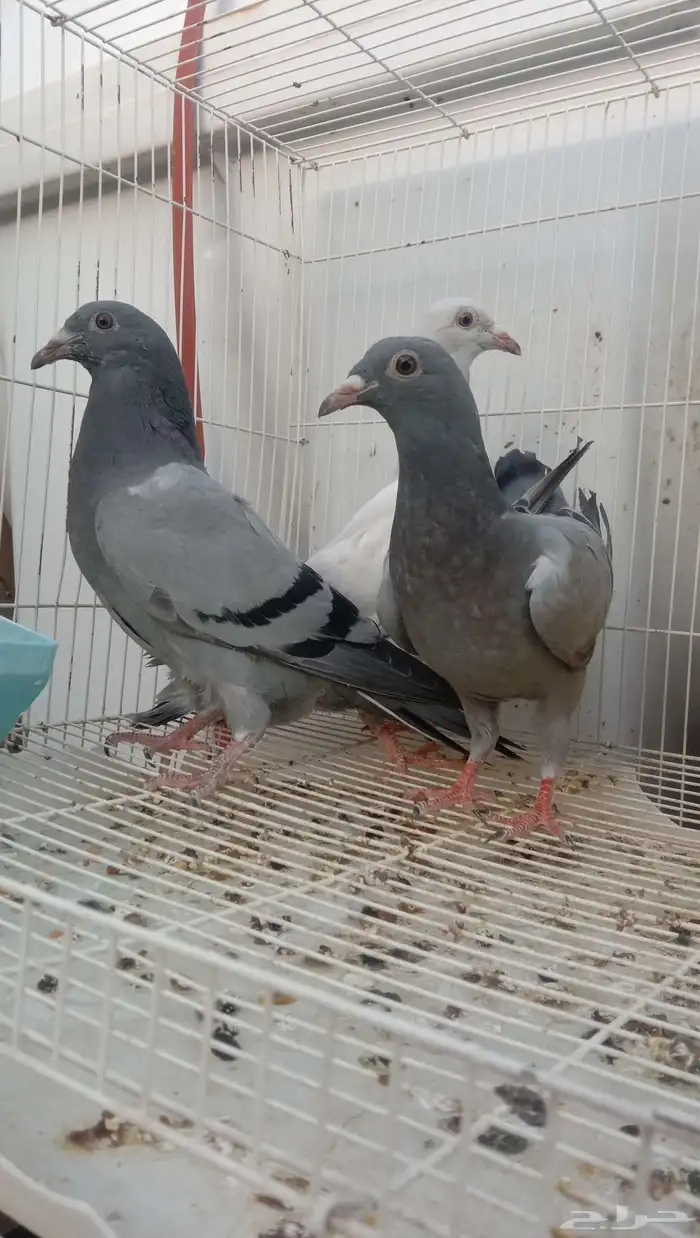 حمام زاجل طبه سباق 1