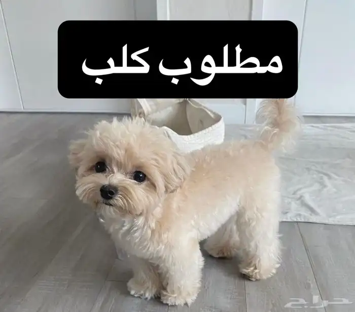 ابي جرو كلب صغير للتبني 0