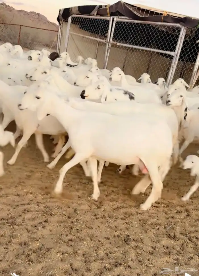 ضان صنف الصنف 3